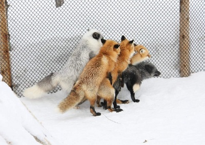 New Firefox Plugins